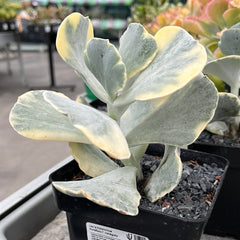 Keimblatt orbiculata var. orbiculata