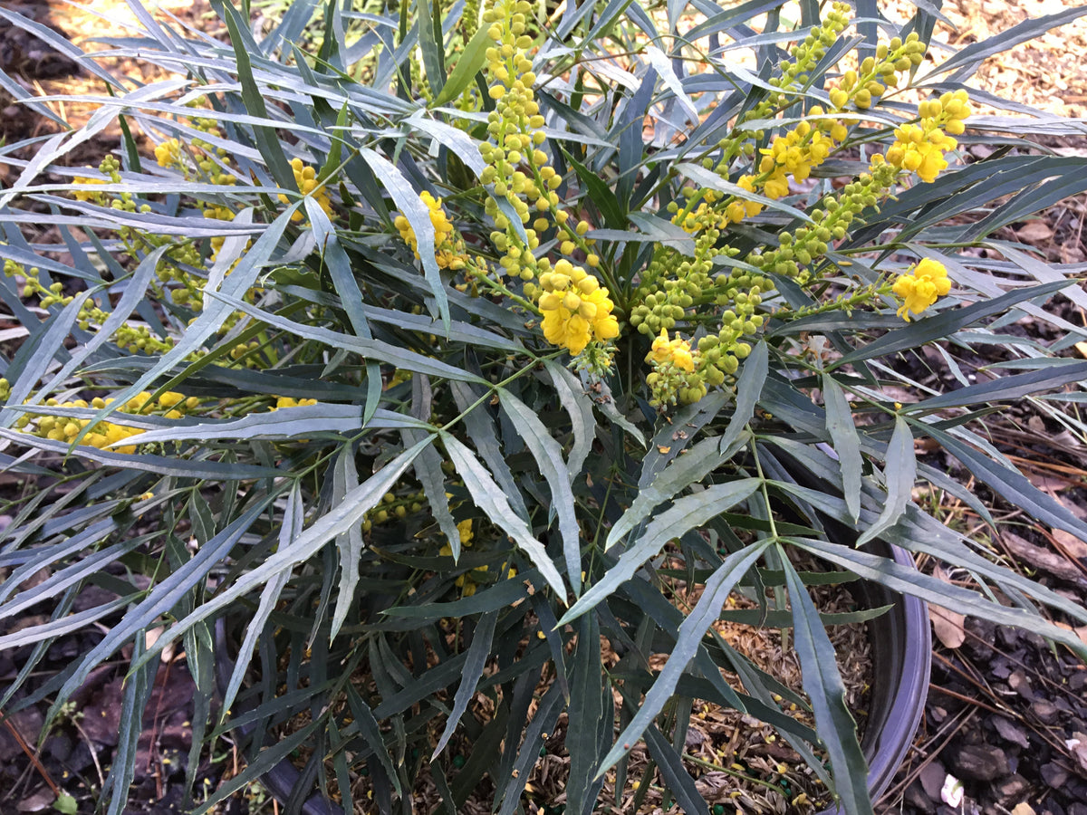Soft Caress Mahonia