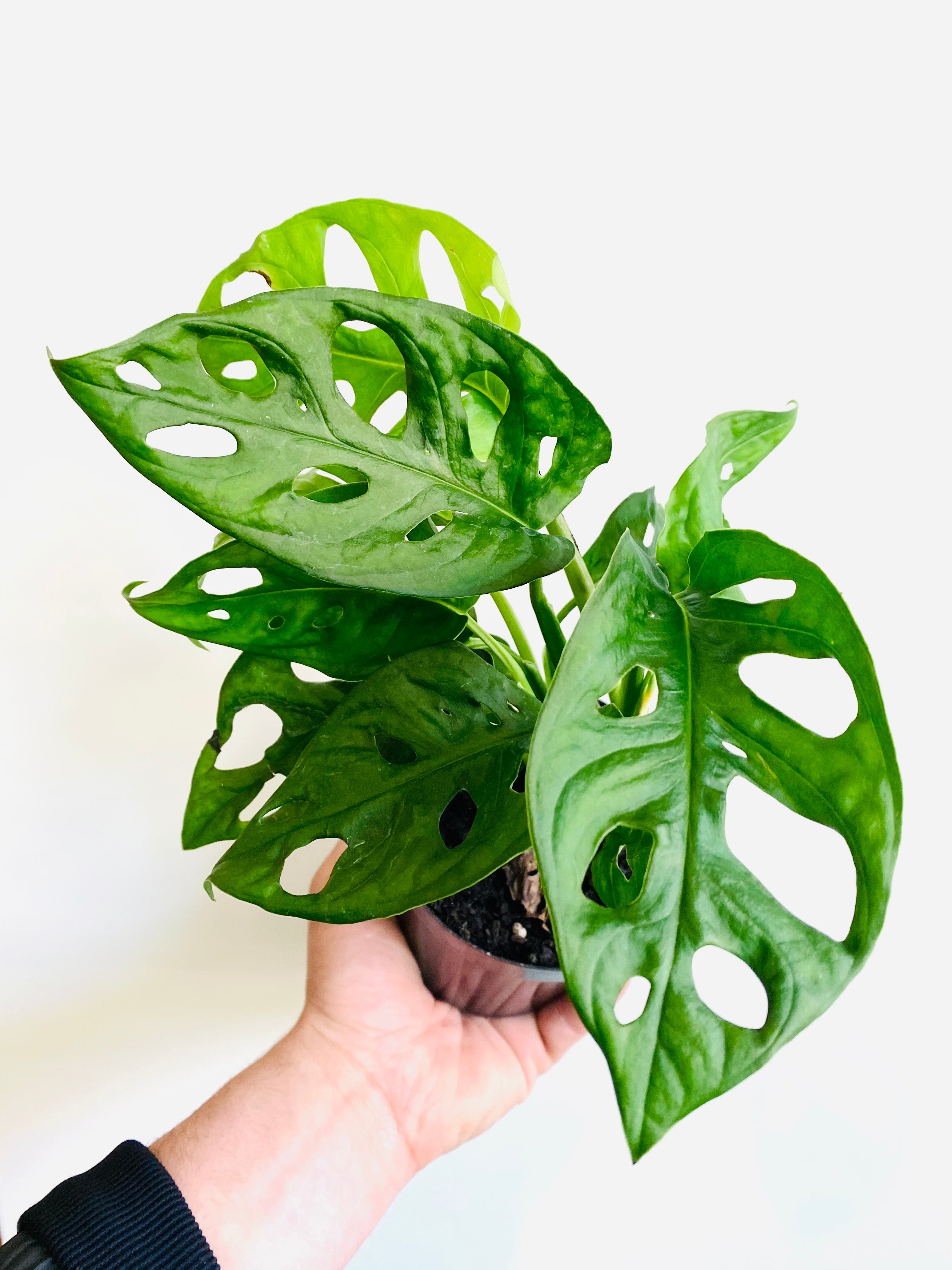 Monstera Adansonii 'Wide Form' - Swiss Cheese Plant - 4" Pot