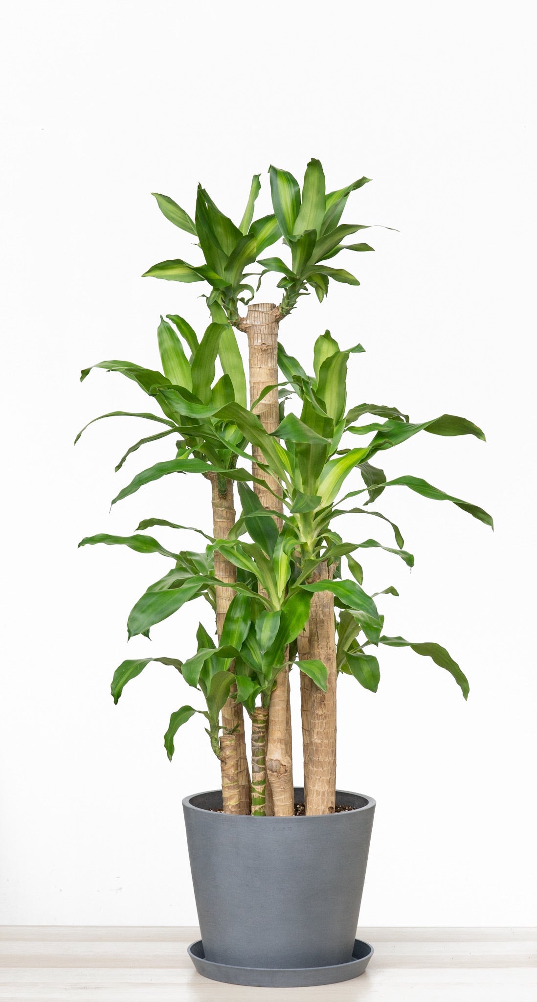 Fortune Plant (XL1) in Ecopots