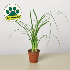 Palm Ponytail - House Plant Shop