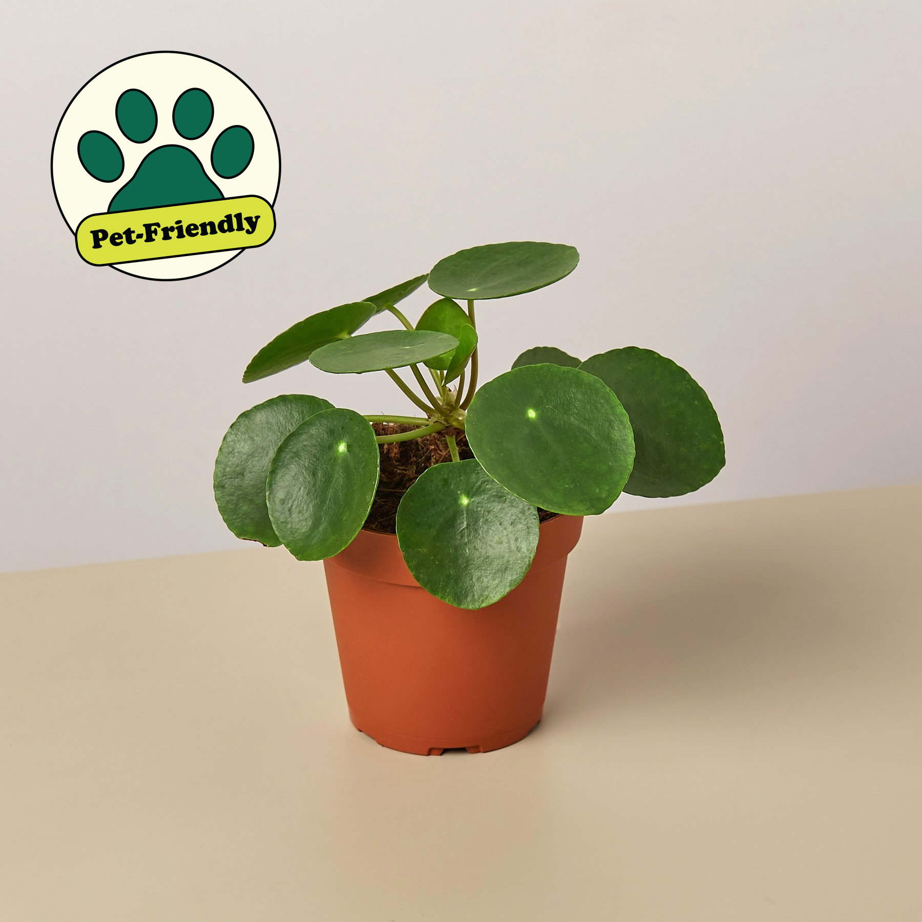 4" potted Pilea Peperomiodes