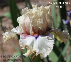Close-up of a white and pink iris flower with text 'WATCHING YOU' and 'STOUT GARDENS at Dancingtree' location.