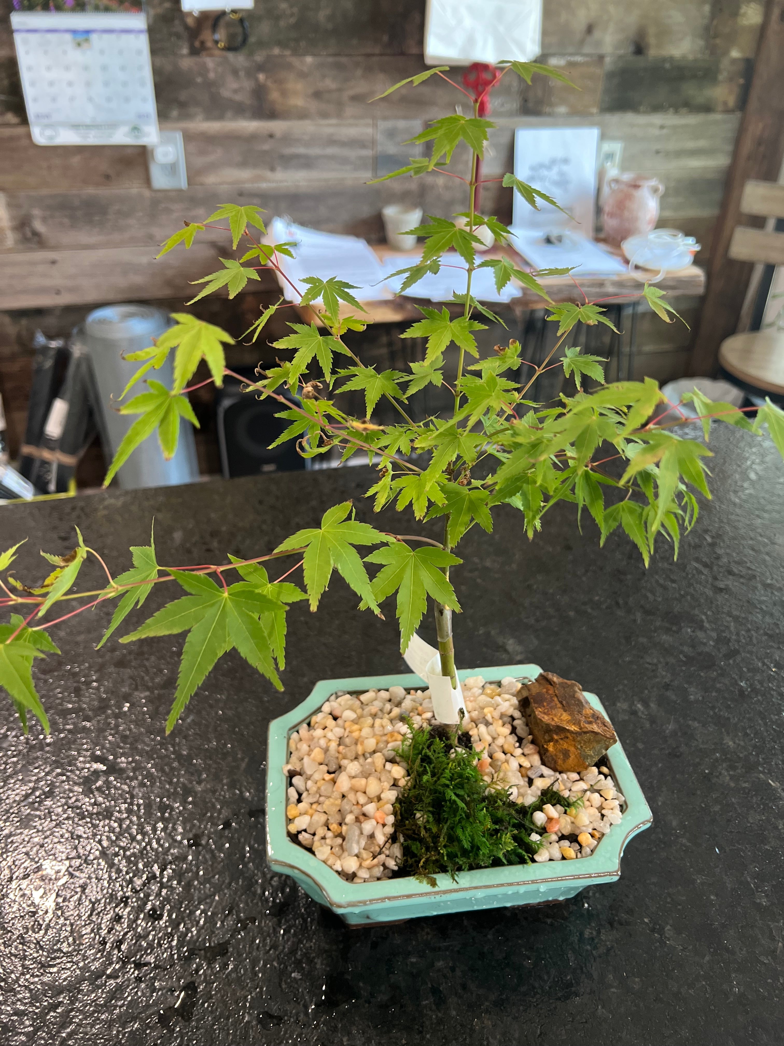 Kiyohime Japanese Maple - Medium Ceramic Pot