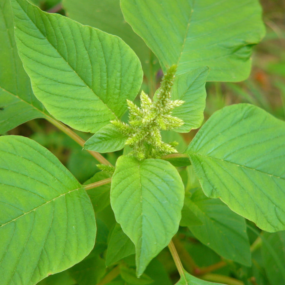 Amaranthus Viridis (Green Amaranth) Seeds for Planting – Heirloom, Non-GMO, Nutritious, Leafy Green