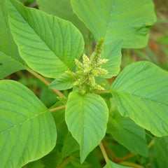 Amaranthus Viridis (Green Amaranth) Seeds for Planting – Heirloom, Non-GMO, Nutritious, Leafy Green