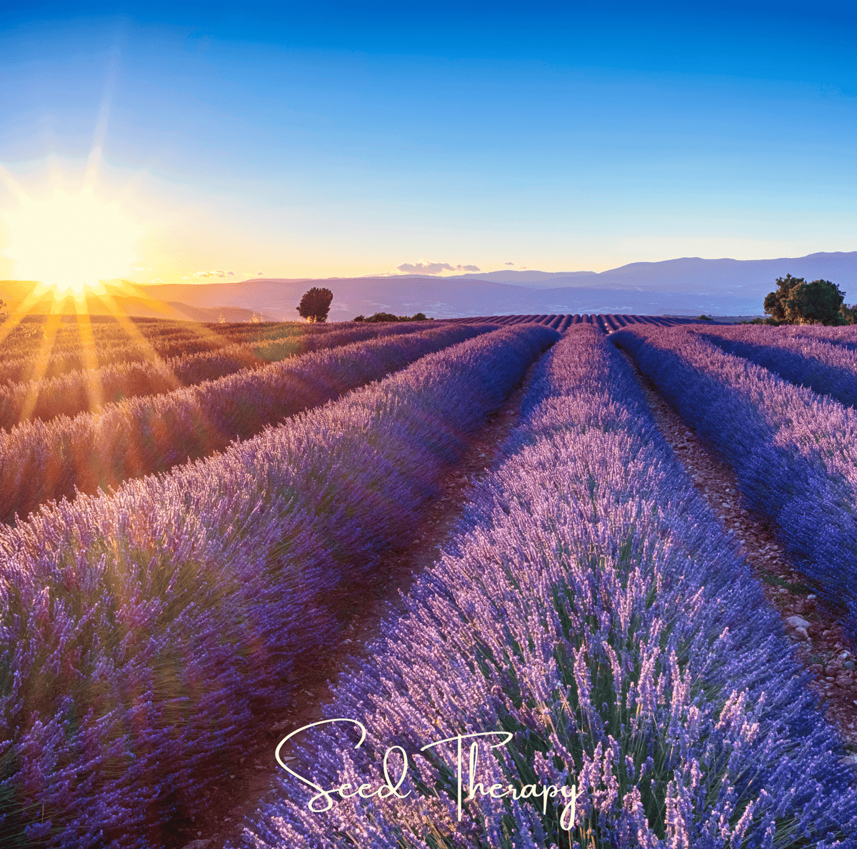 Lavender, English (Lavandula angustifolia) - 100 Seeds seed packet from Seed Therapy – American - grown, heirloom seeds