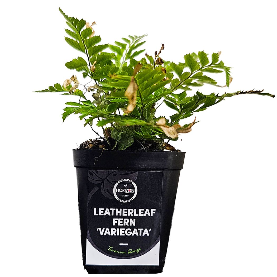 Leatherleaf Fern ‘Variegata’ (Rumohra adiantiformis)