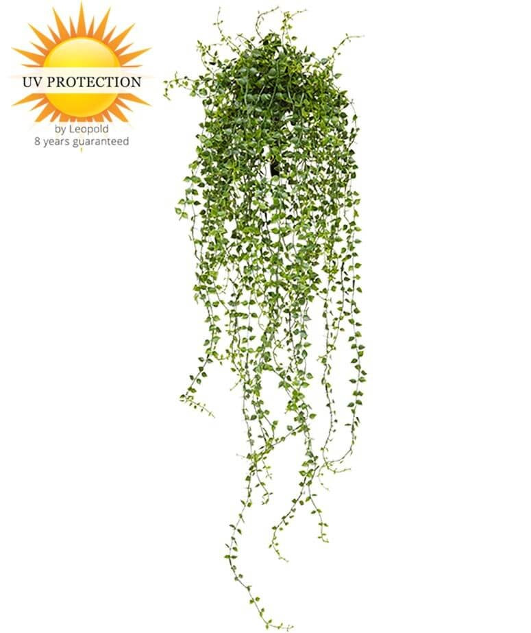 LeopoldFlora Callisia kunsthangplant 70 cm UV