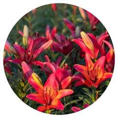 Lilium longiflorum asiatic Royal Sunset (LA) therapyofflowers.com