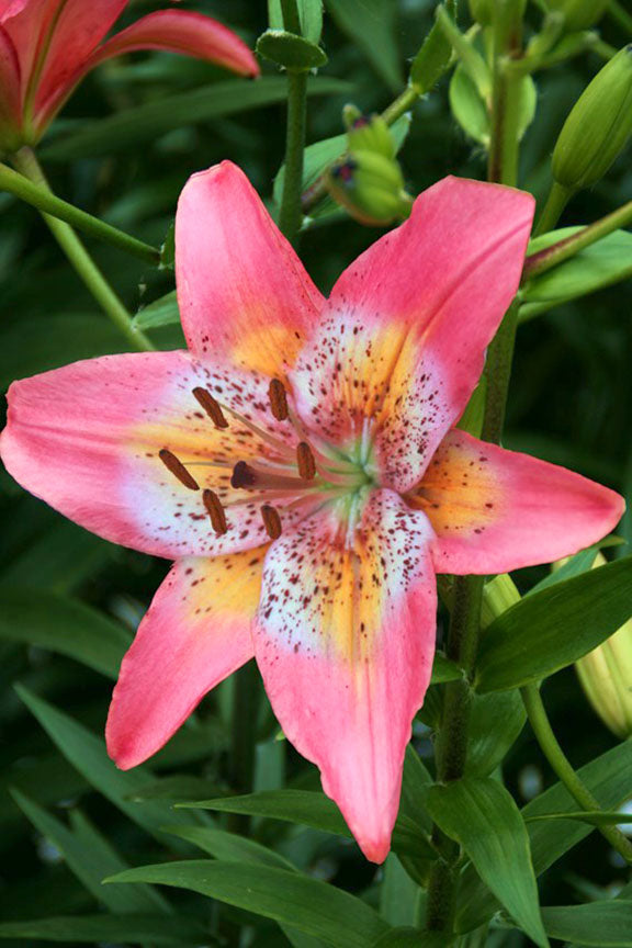 Lily Fancy Dance