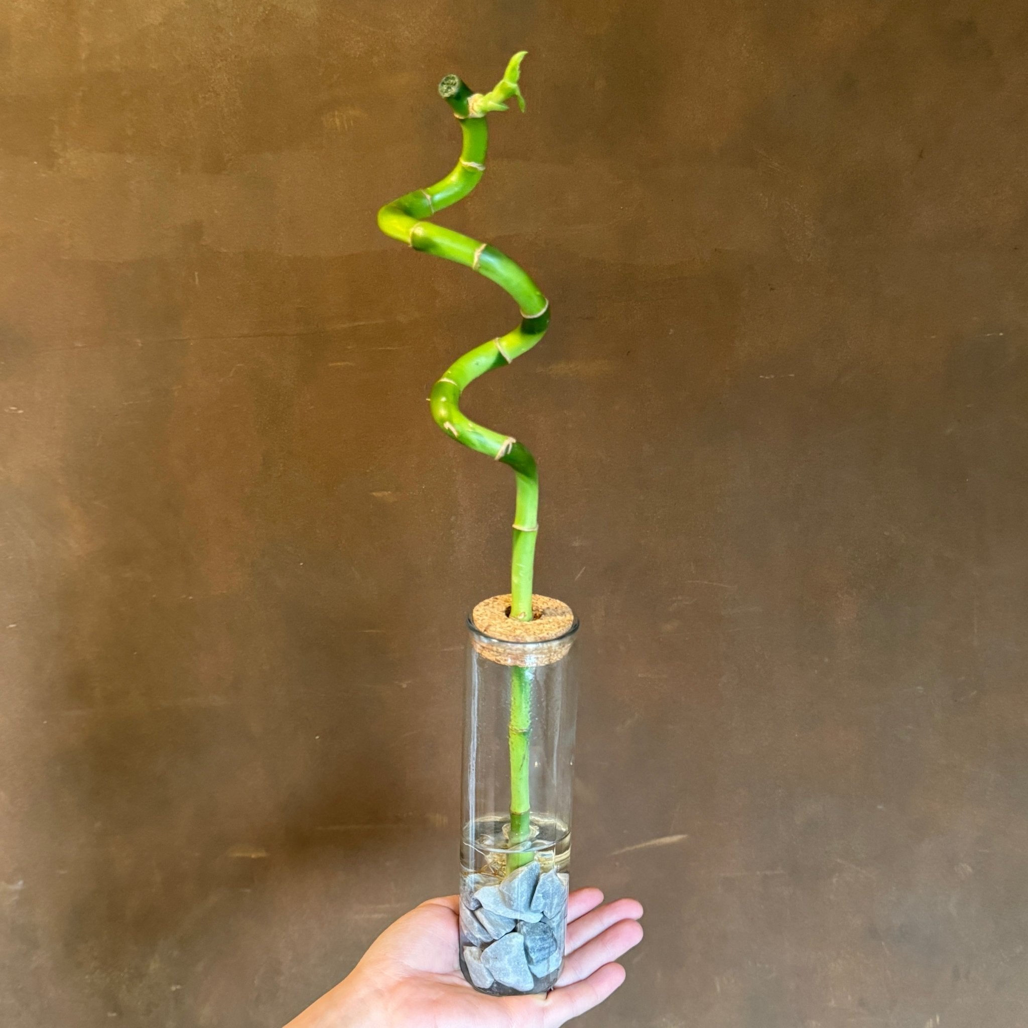 Lucky Bamboo in Tube Vase - grow urban. UK