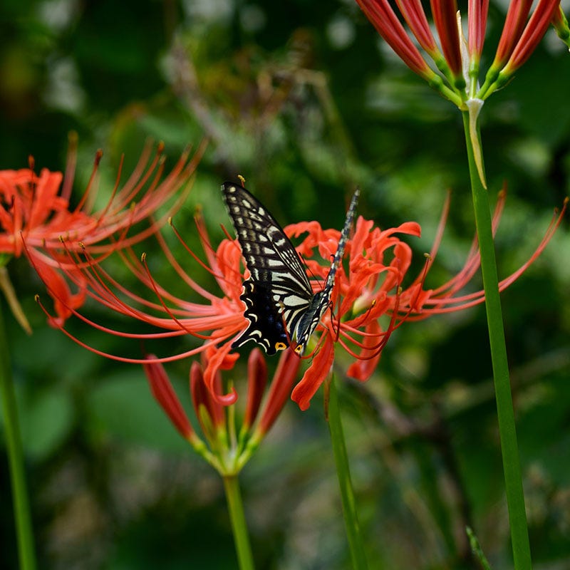 Red Spider Lily|Red Spider Lily, Lycoris radiata, Red Spider Lily with butterfly