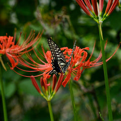 Red Spider Lily|Red Spider Lily, Lycoris radiata, Red Spider Lily with butterfly