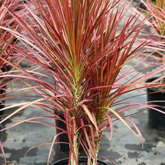 Madagascar Dragon Tree (Dracaena Marginata 'Colorama') - PlantologyUSA - 3 Gallon