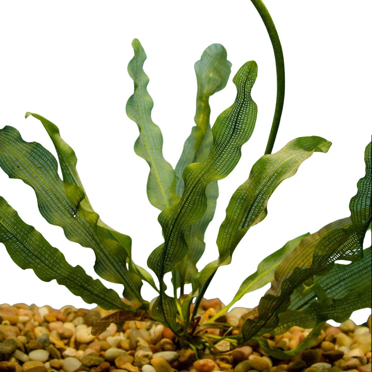 Madagascar Lace Auqatic Plant