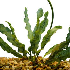 Madagascar Lace Auqatic Plant