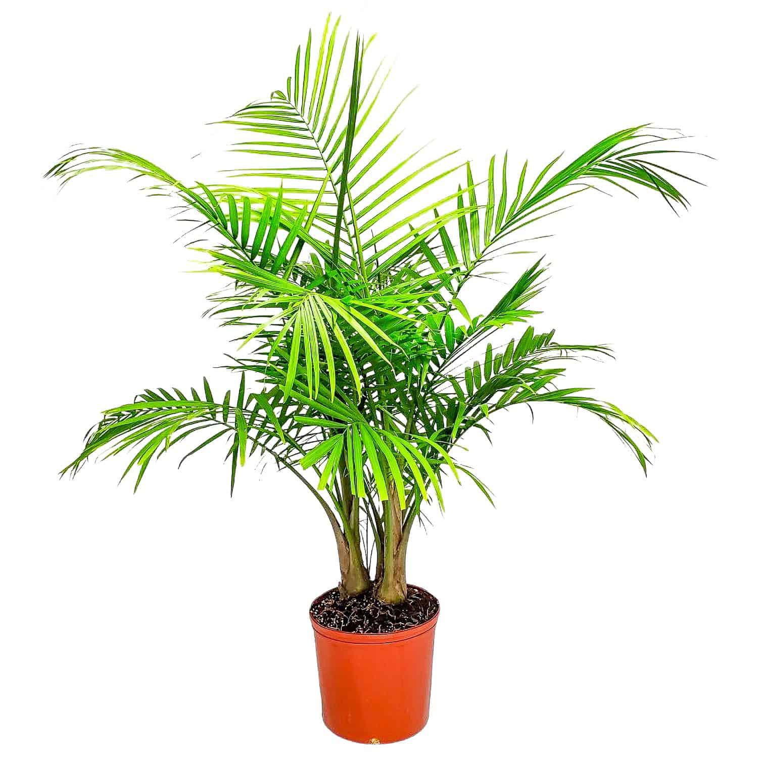 Majesty Palm