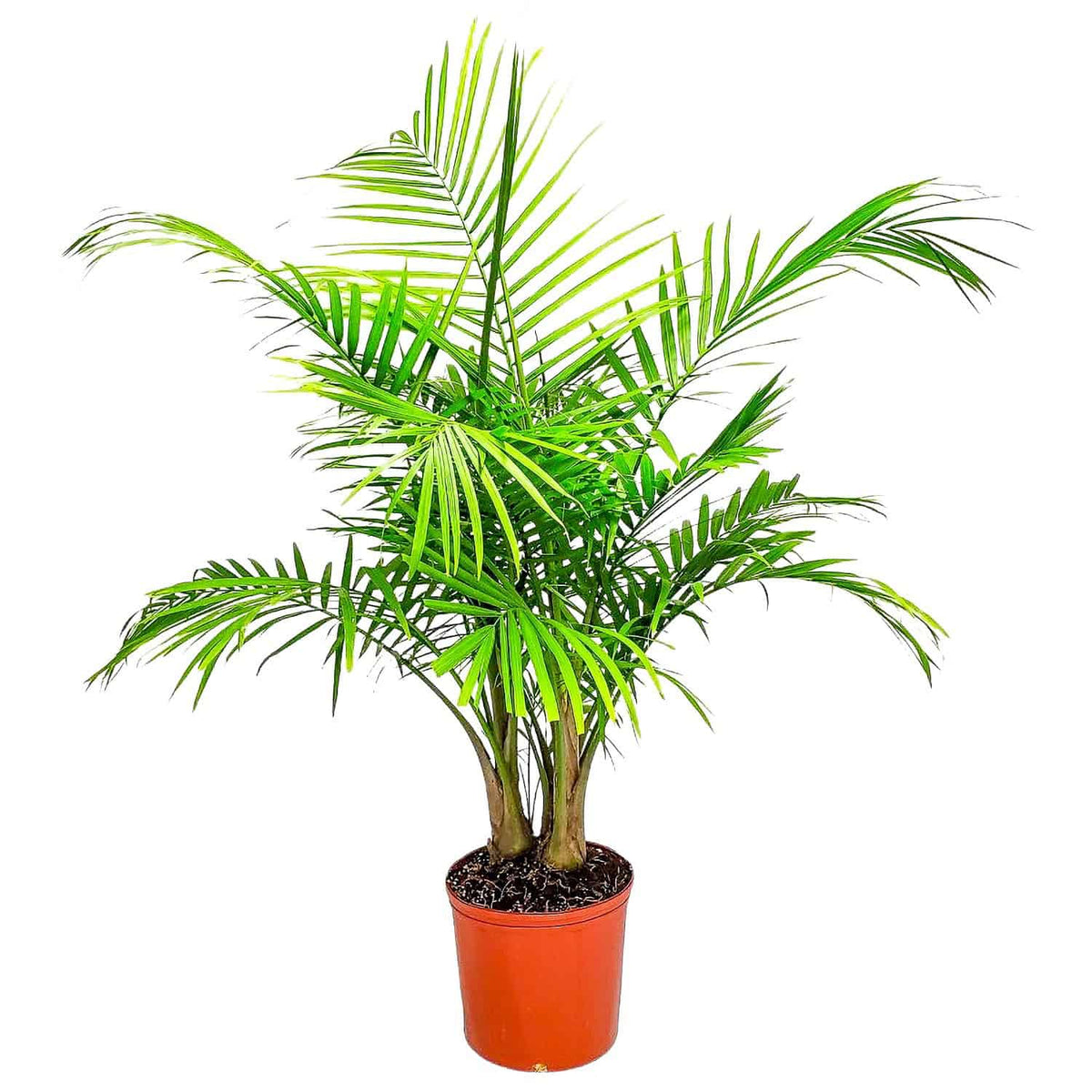 Majesty Palm