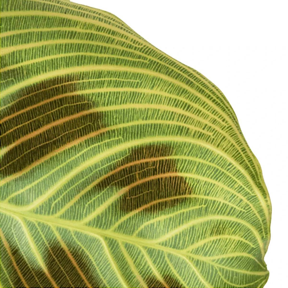 Nahaufnahme von Maranta leuconeura 'Light Veins' ('Fantasy') vor weißem Hintergrund.