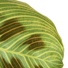 Nahaufnahme von Maranta leuconeura 'Light Veins' ('Fantasy') vor weißem Hintergrund.