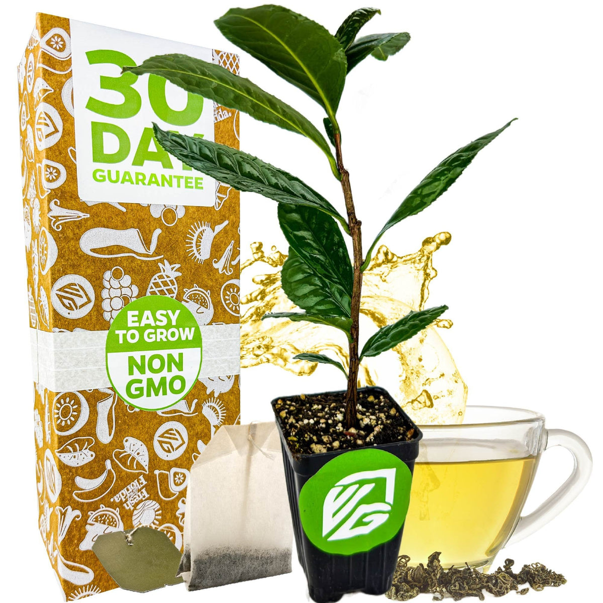 A Tea Plant (Green Tea) - Camellia sinensis seedling in a small pot is shown next to a tea bag, loose leaves, a cup of tea with splash, and a 30 Day Guarantee box marked Easy to Grow and Non GMO.