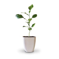 Mini-Kaffirlimette als Geschenkidee