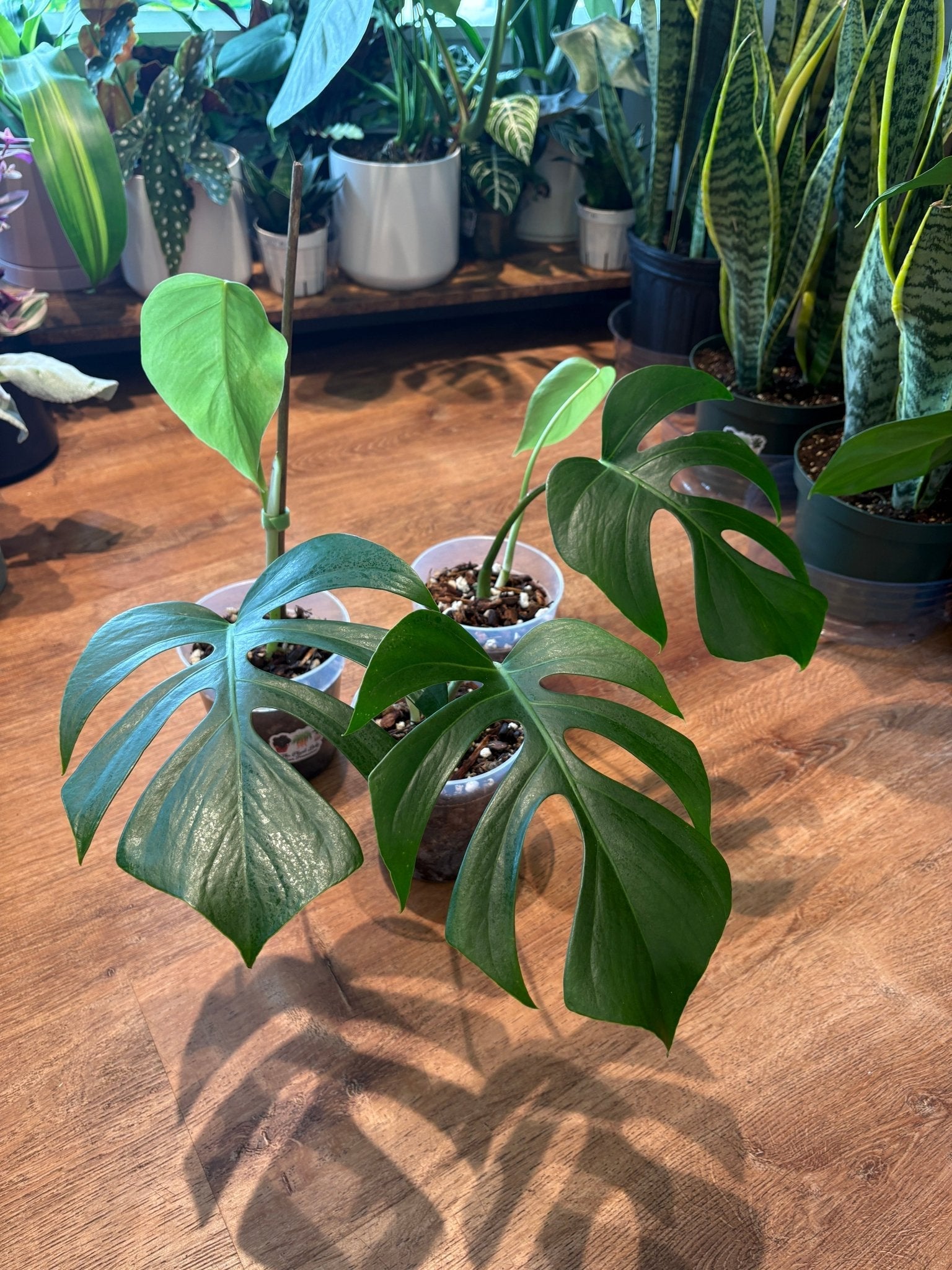 Monstera deliciosa var. sierrana (Hawaiian Form) - The Plant Lady SF