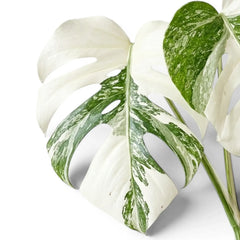 Monstera deliciosa albo Super White mit heller Panaschierung auf weißem Hintergrund