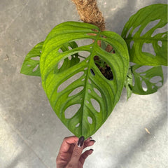 Monstera Esqueleto