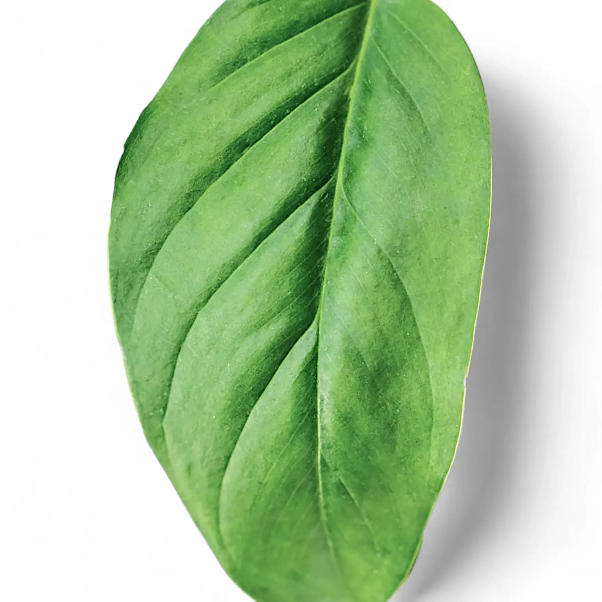 Monstera obliqua (Suriname) close-up of leaf on white background.