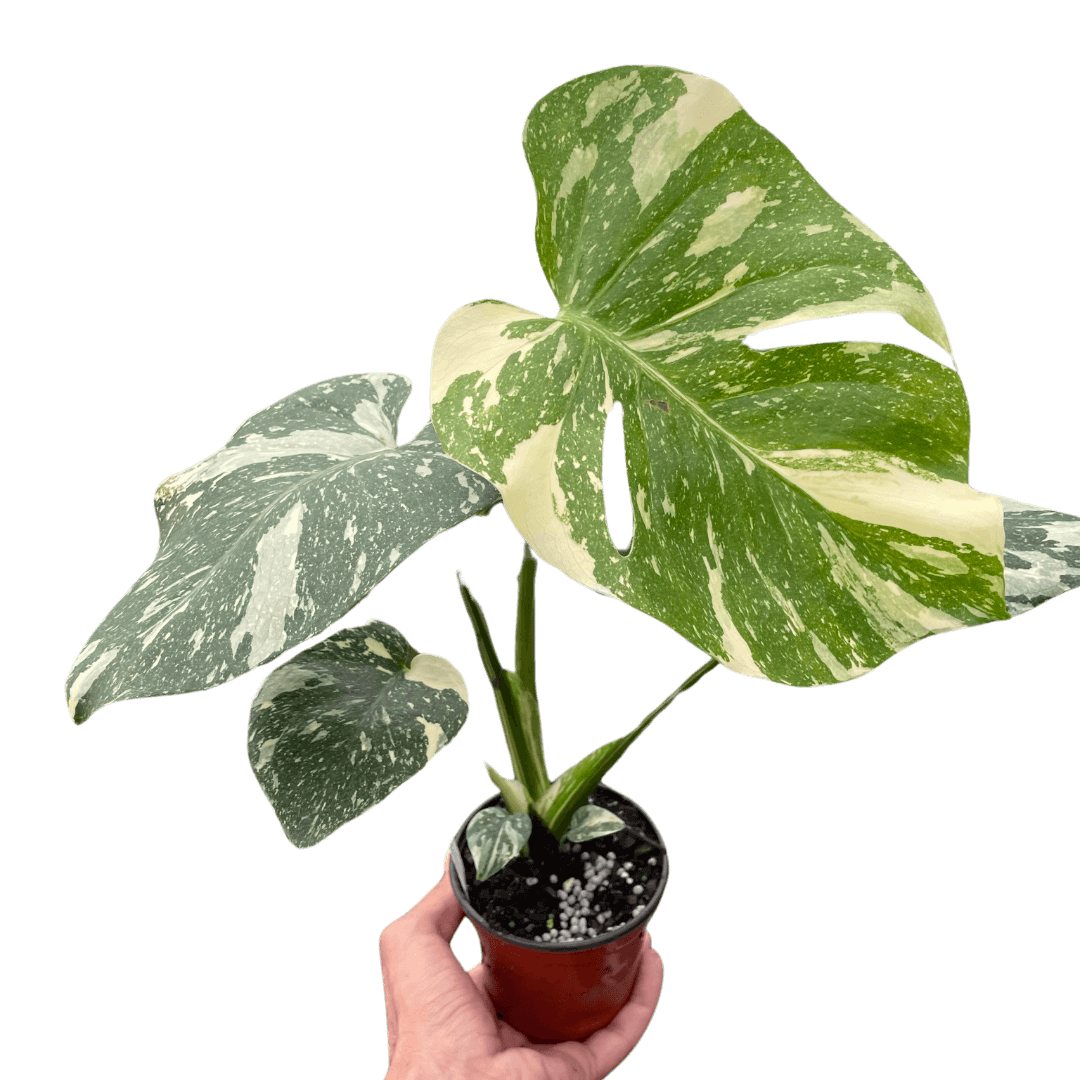 monstera-thai-constellation plant  by All About Planties™