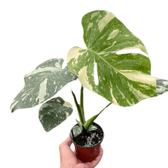 monstera-thai-constellation plant  by All About Planties™