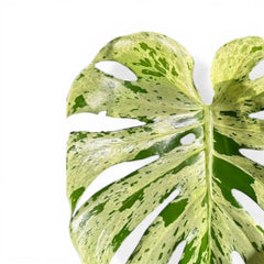 Monstera deliciosa 'Bulbasaur' als Topfpflanze im Kulturtopf vor weißem Hintergrund.