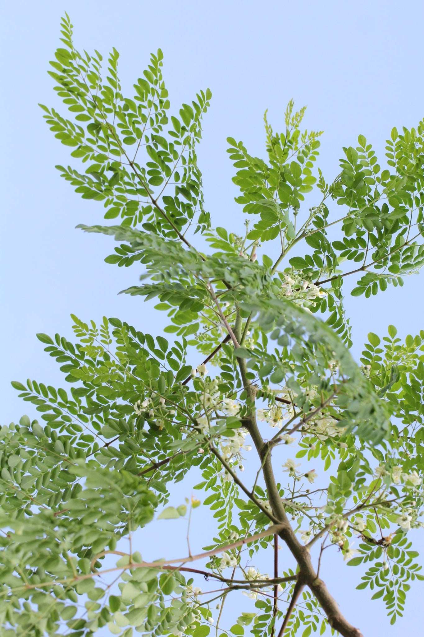 Moringa oleifera baum