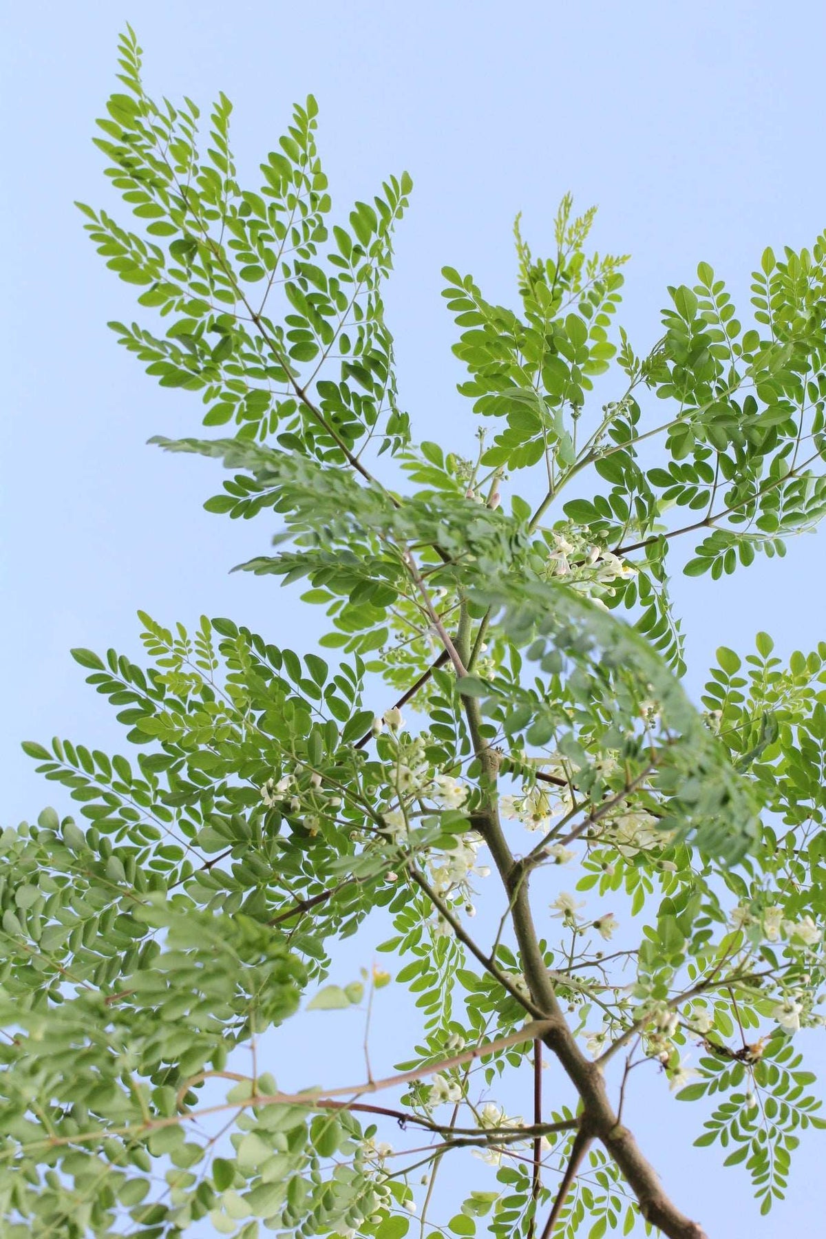 Moringa oleifera baum