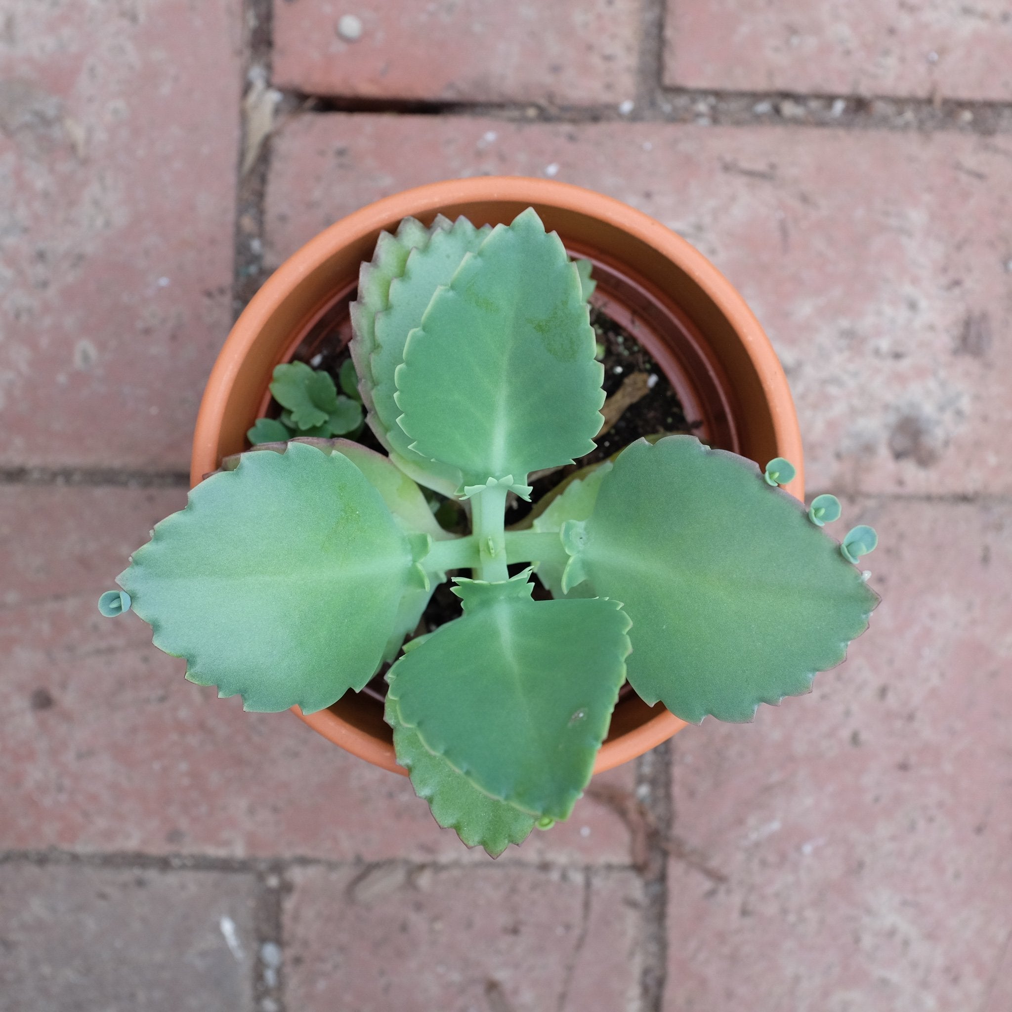 Succulent - Mother of Thousands (Bryophyllum daigremontianum)