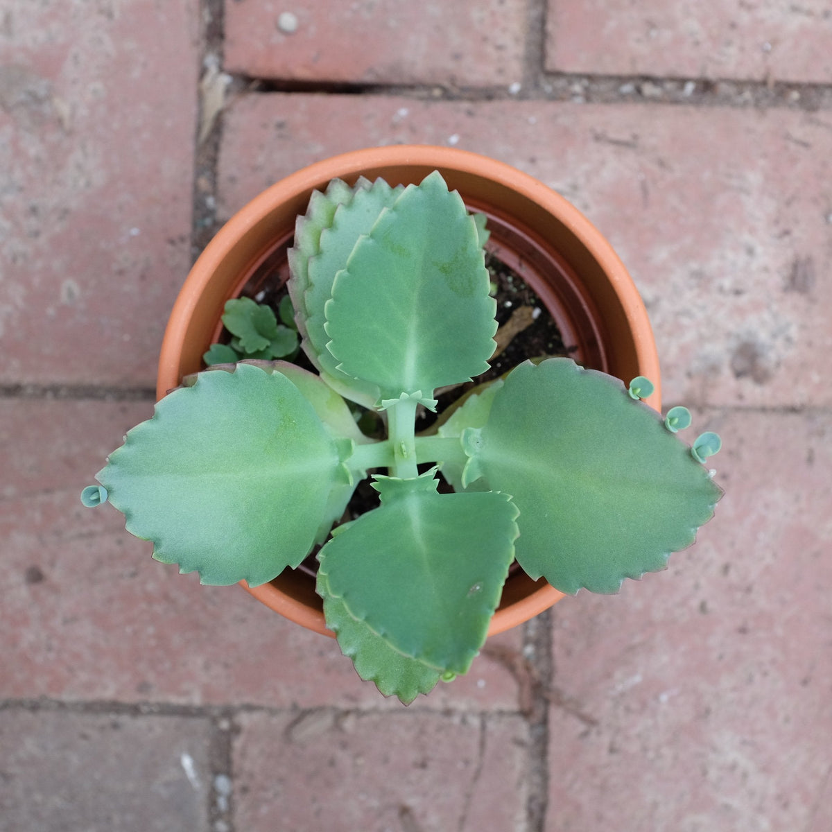 Succulent - Mother of Thousands (Bryophyllum daigremontianum)