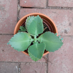 Succulent - Mother of Thousands (Bryophyllum daigremontianum)