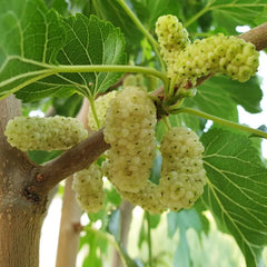 Murier Blanc