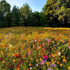 Value Bulk Wildflower Seed Mix|Value Bulk Wildflower Seed Mix