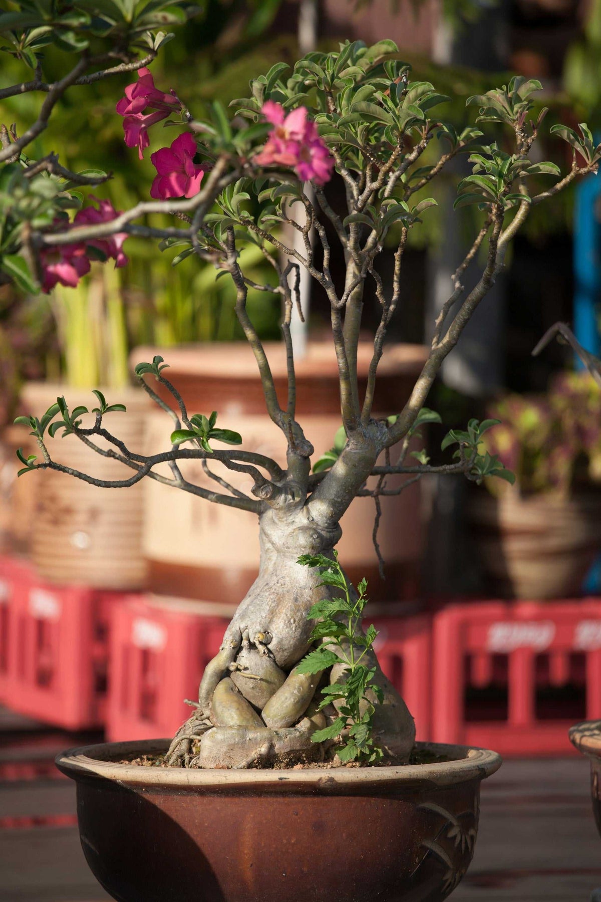 Adenium obesum | Wüstenrose