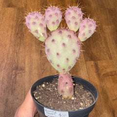 Opuntia 'Baby Rita' (Prickly Pear Cactus) - The Plant Lady SF