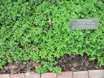 Origanum majorana (3.5") | Marjoram (3.5")