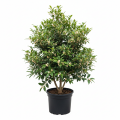 Osmanthus Fragrans 5 Gallon Sweet Olive tree  Flower multi branches Live Plant Mr7