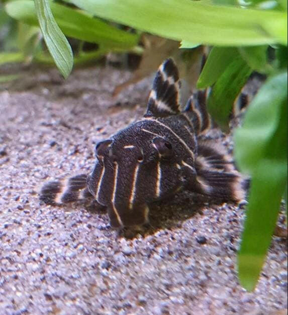Flash Pleco L204, Live Fish,  Pleco,  Pet Essentials Warehouse.