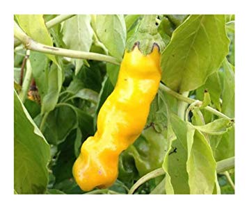 Chilli Peter Pepper yellow
