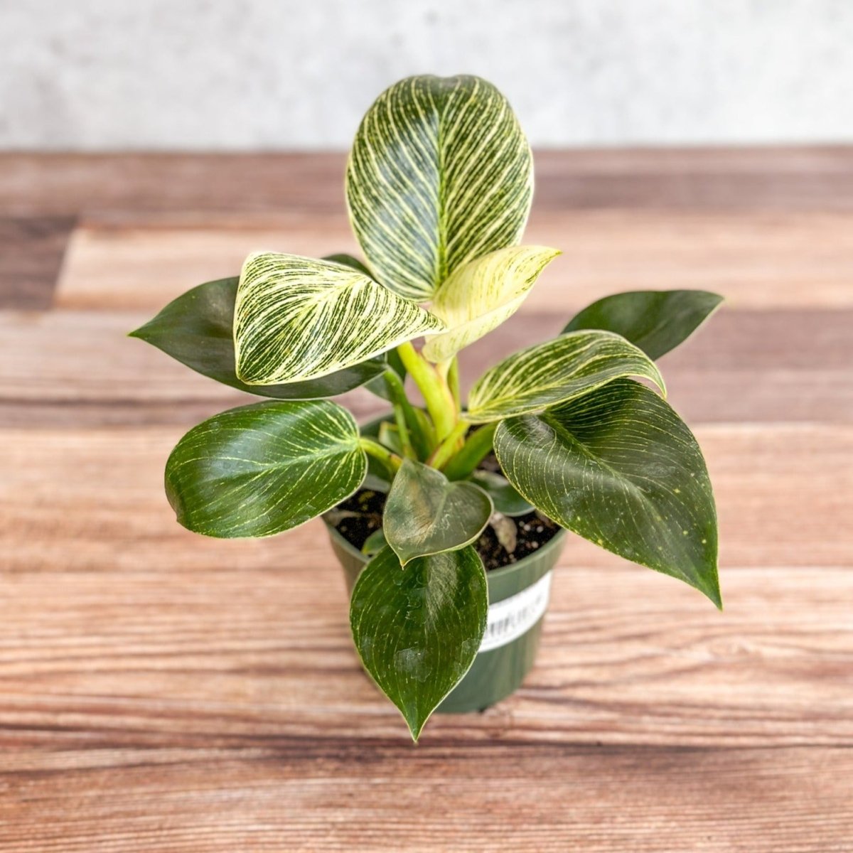 Philodendron Birkin live houseplant in nursery pot 4 Inch - Ed's Plant Shop