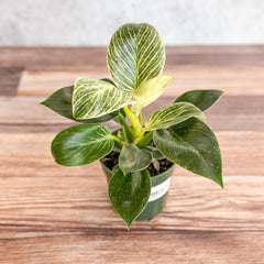 Philodendron Birkin live houseplant in nursery pot 4 Inch - Ed's Plant Shop