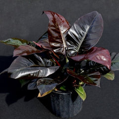 Philodendron Black Cardinal Plant large shiny green, dark burgundy to black leaves